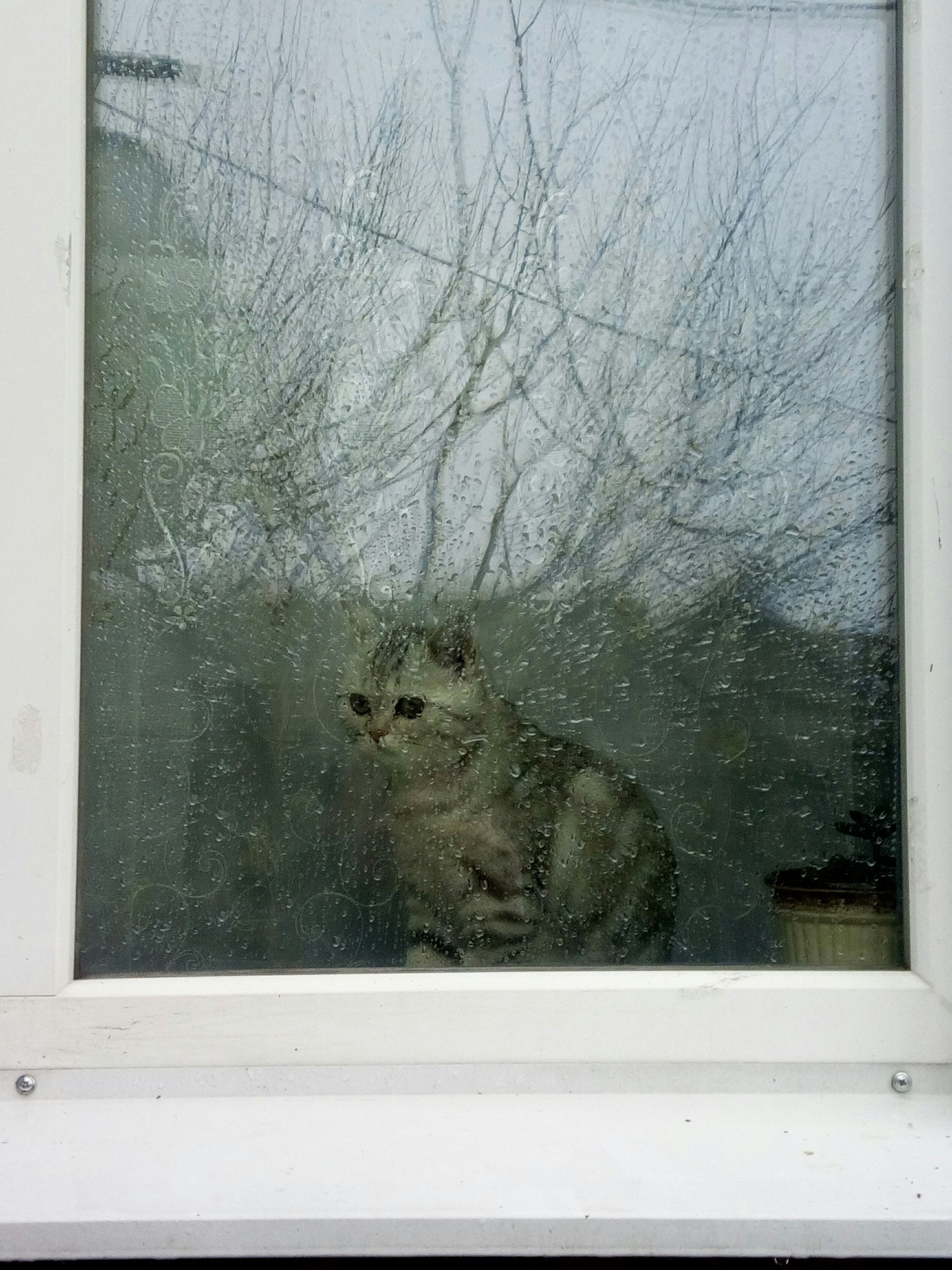 Behind the glass - My, cat, , Longpost