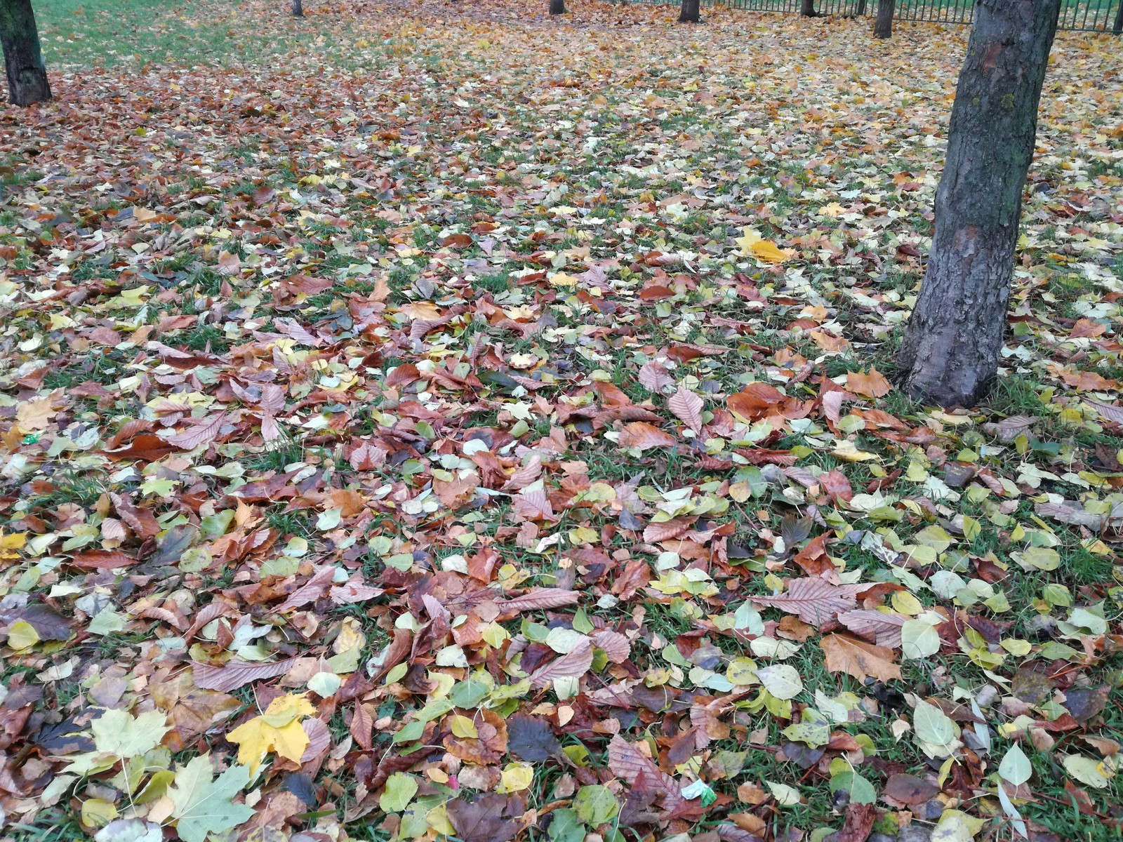 Autumn in the city - My, Autumn, Autumn leaves, Moss, Longpost