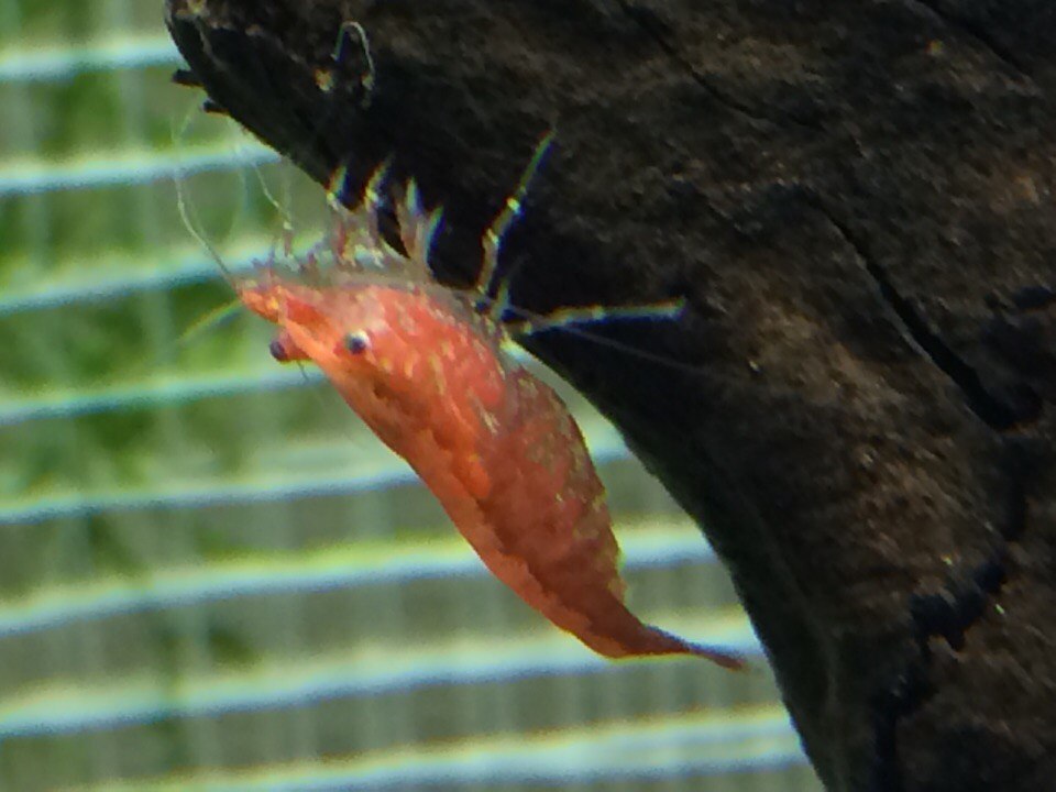 Aquarium. Problems with cherry shrimp - My, Aquarium, Shrimps, Longpost