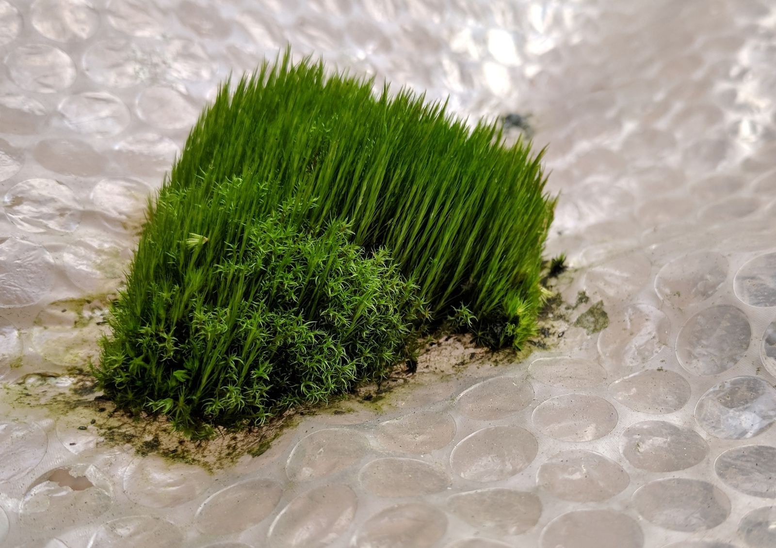 A tiny forest has grown on the film of my greenhouse - Greenhouse, Greenhouse, Bumpy polyethylene, Moss