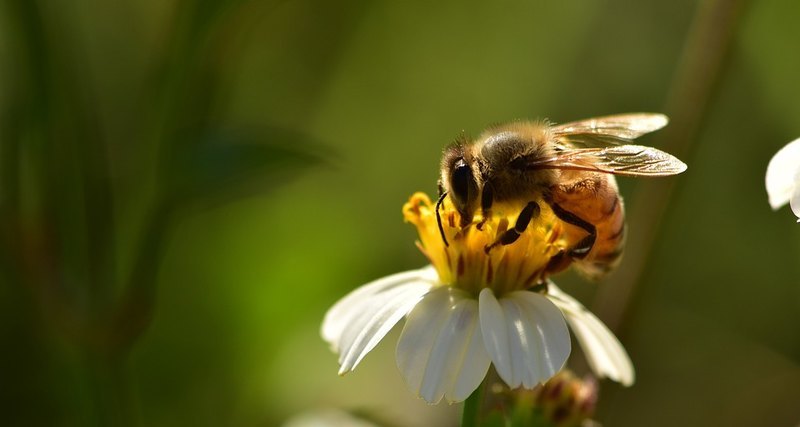 Among the bees there are right-handers and left-handers - Popular mechanics, Lefty, Right-hander, Bees, Longpost