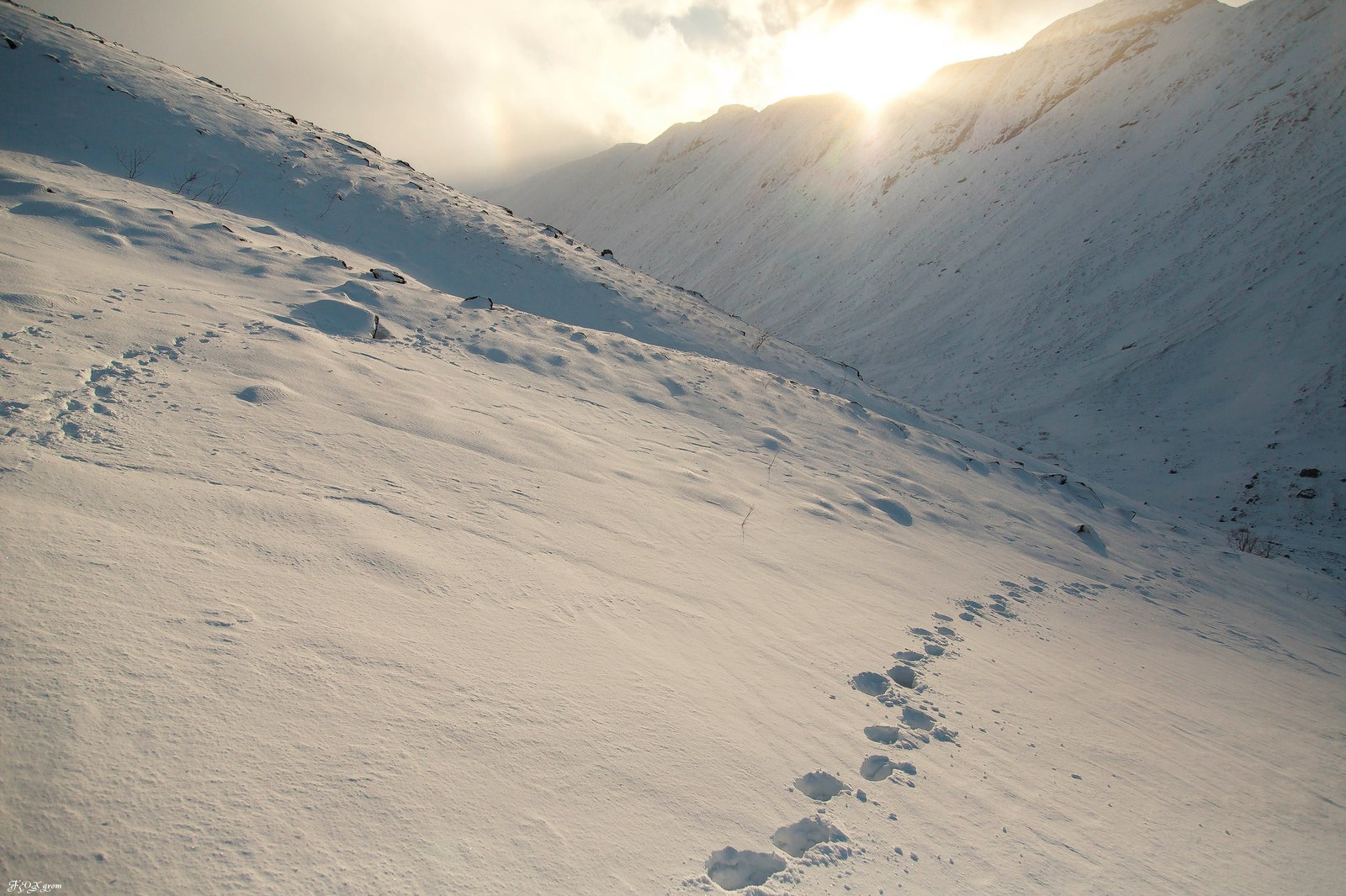 Winter in Khibiny - Murmansk region, Khibiny, Dog, Husky, Winter, Snow, Longpost