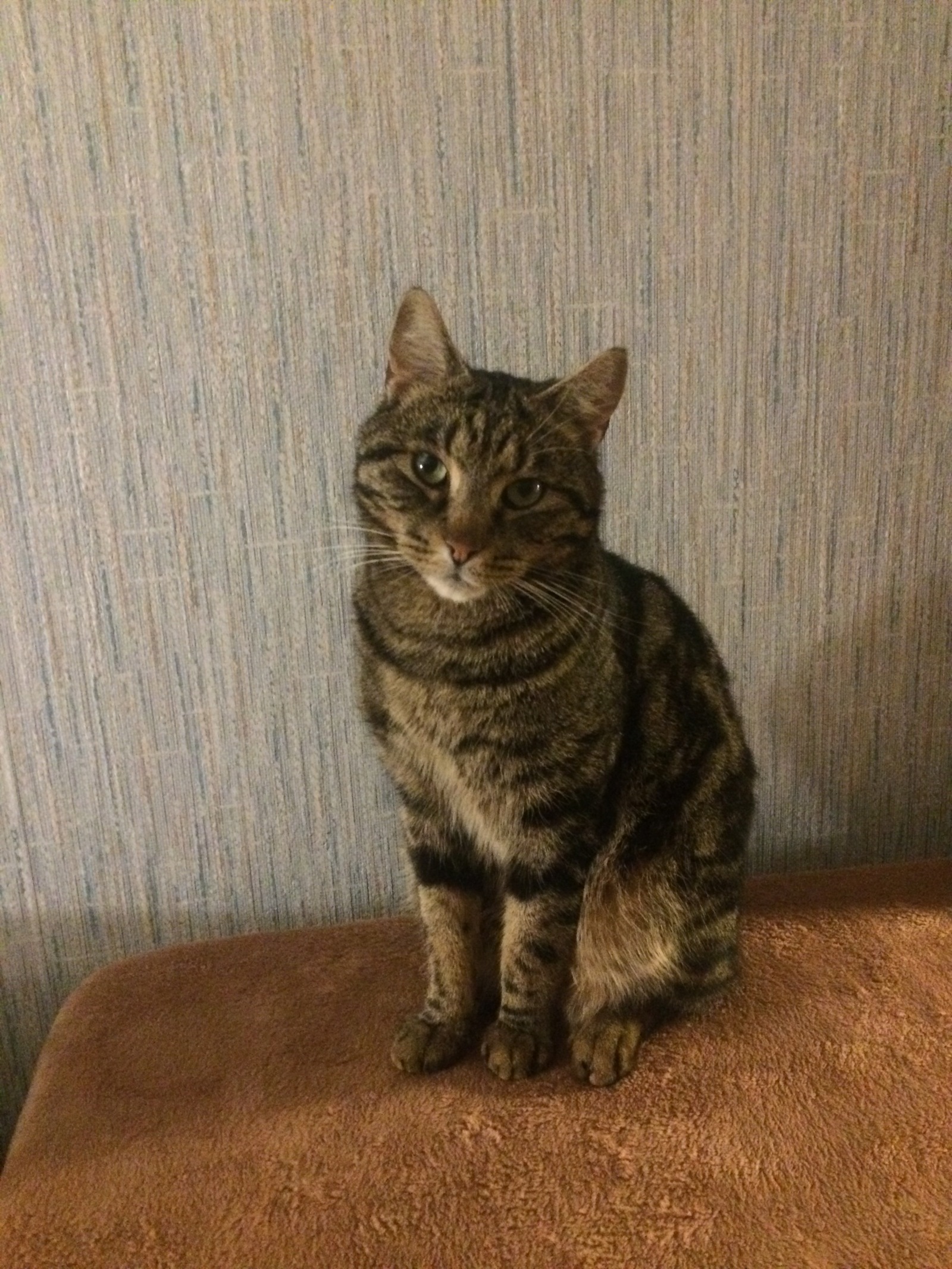 Peter, a cat has been found! - cat, Saint Petersburg, Lost, Found a cat, Longpost