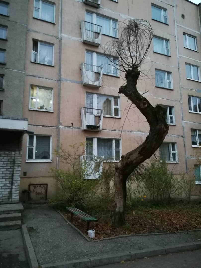 Miracle tree - Grodno, Tree, Town, Belarus