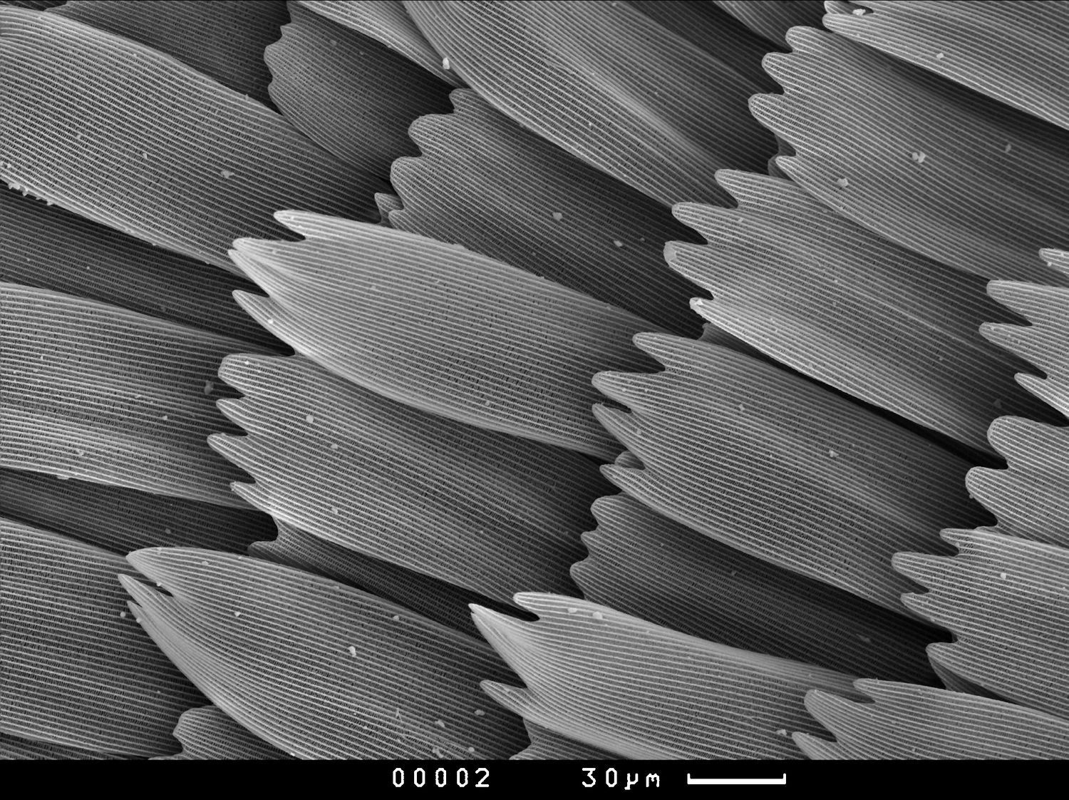 Photos from an electron microscope - My, , Master's degree, Longpost, Electron microscope