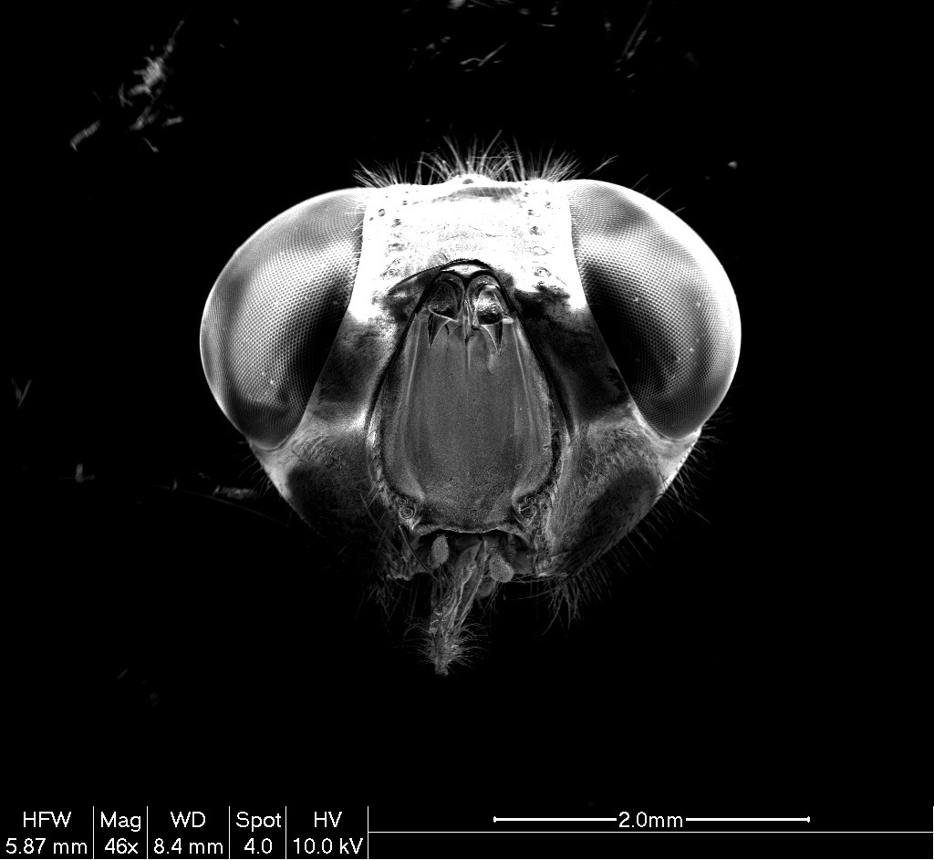Муха с электронного микроскопа - Моё, Электронный микроскоп, Муха, Длиннопост, Ниу МЭИ