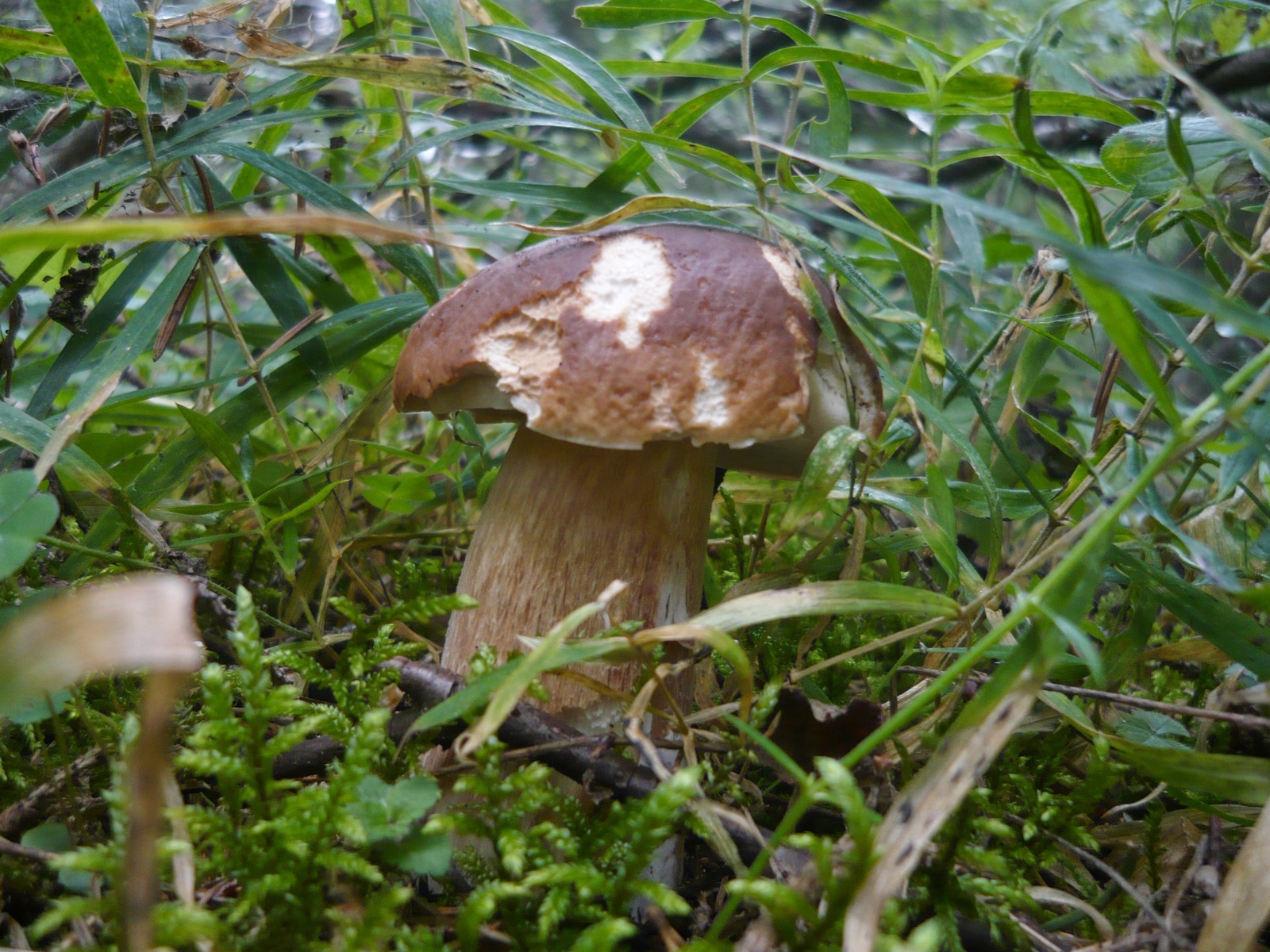 A bit of Karelian summer - My, Mushrooms, Blueberry, Summer, Карелия, Porcini, Boletus, Longpost