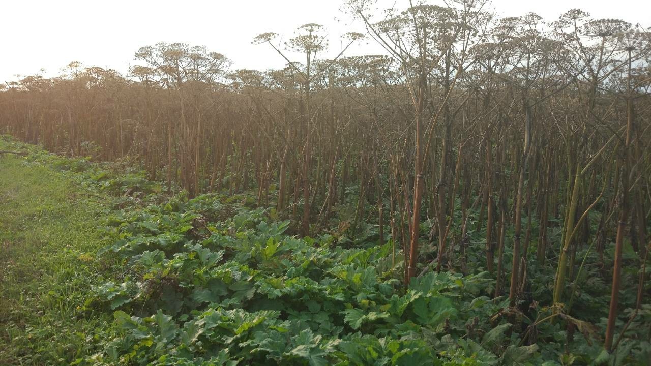 giant hogweed - My, Hogweed, Business trip