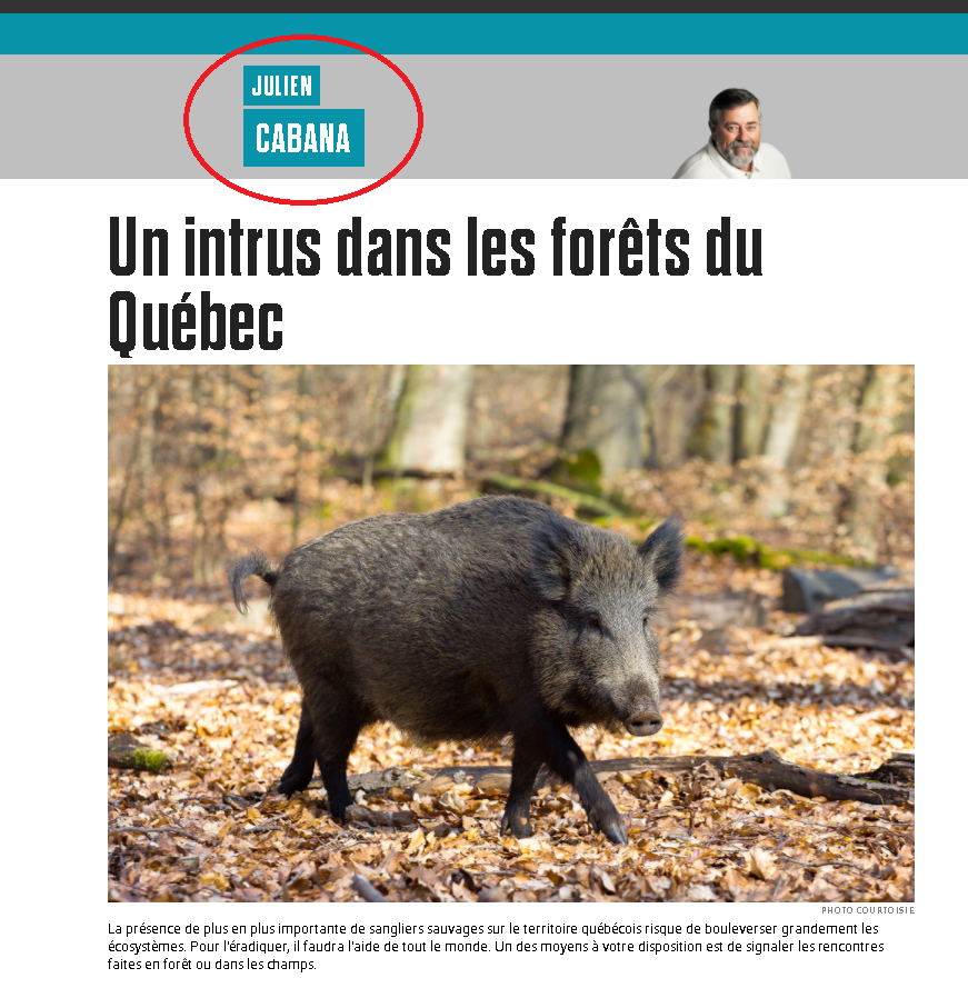 When the boars found their journalist - My, Boar, news, Funny, Surname, Coincidence, Canada, Quebec