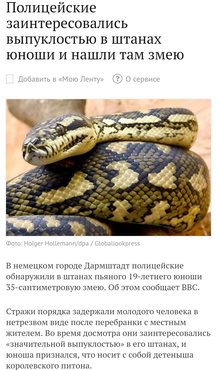 Python in pants (not a strawberry!) - news, Alcoholics, Germany, Snake, Pants, Bulges