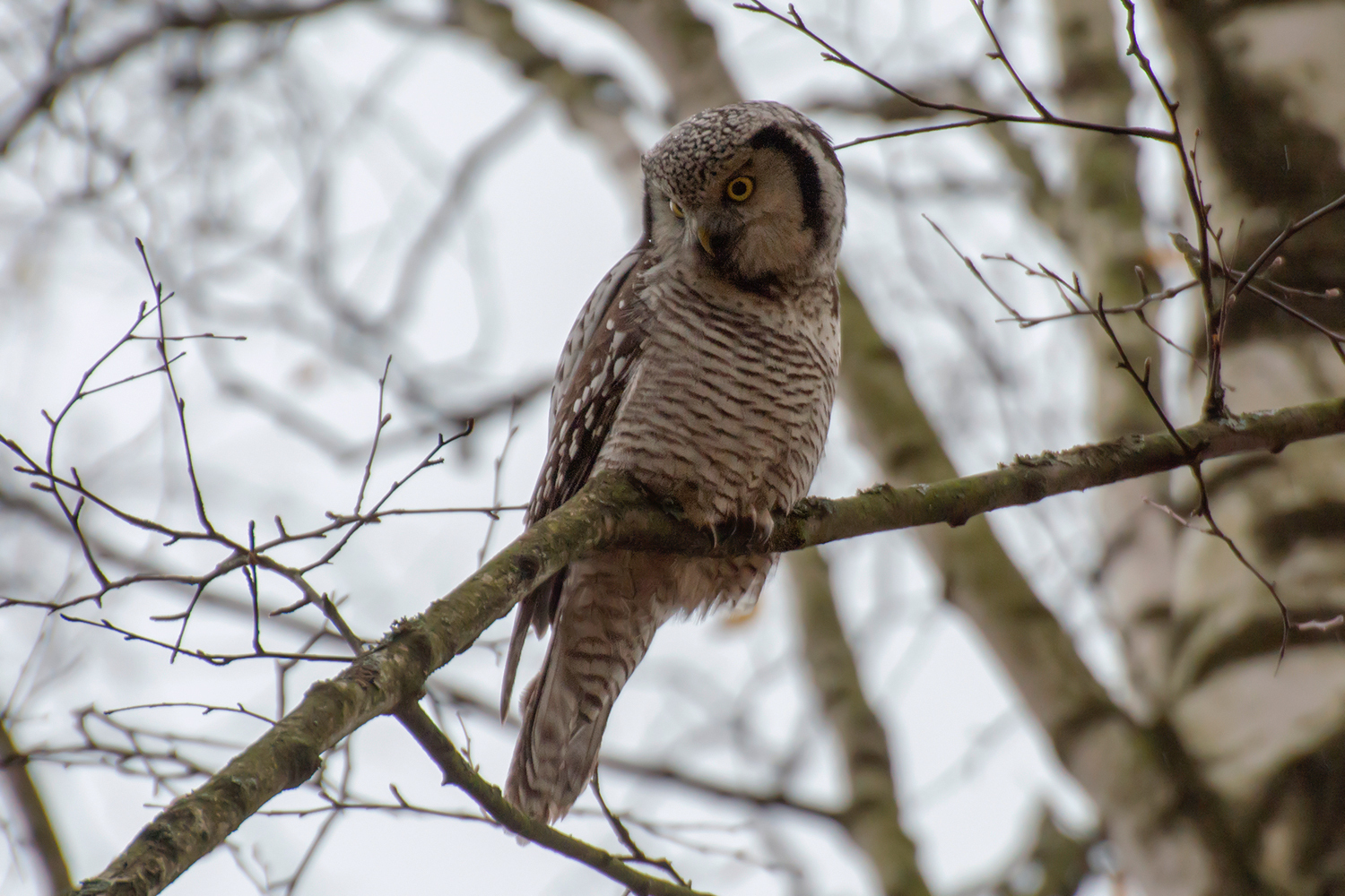 Hawk owl - My, Birds, Leningrad region, The photo, Owl, Longpost