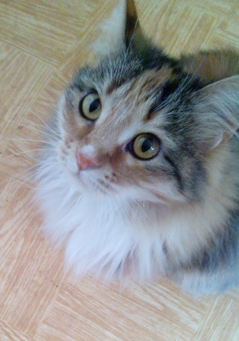 Save a cat, pls... - My, cat, Maryino, Help, Longpost