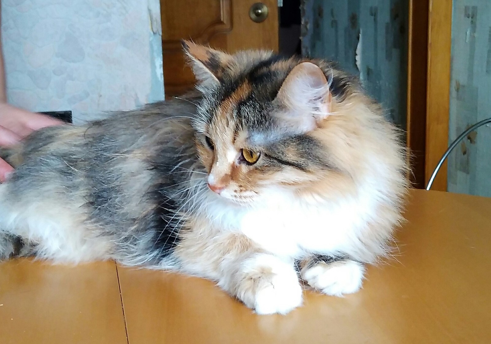 Save a cat, pls... - My, cat, Maryino, Help, Longpost