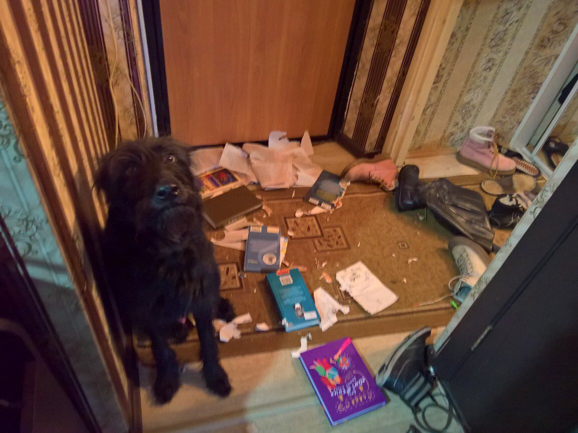 How to wean a dog to open the closet? - My, Dog, Mess, Is eating