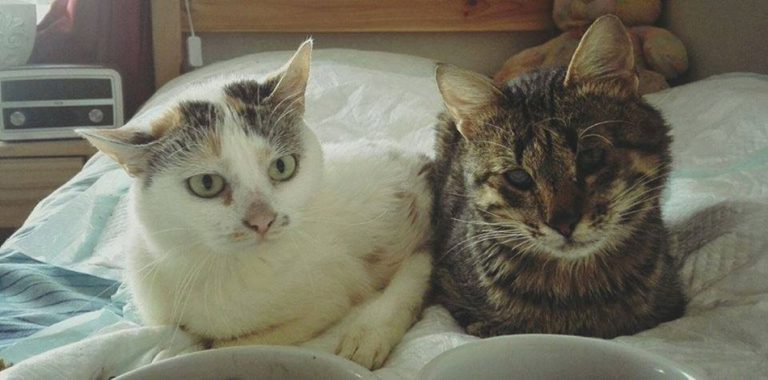 They suffered from bipeds... Battered Bean and her friend with a burnt muzzle are now French! - cat, Help, Animal Rescue, Good people, Good deeds, Pets, Longpost, Helping animals