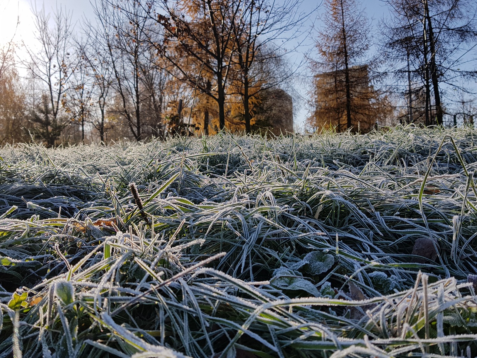 Frosty morning - My, Rime, Morning, freezing