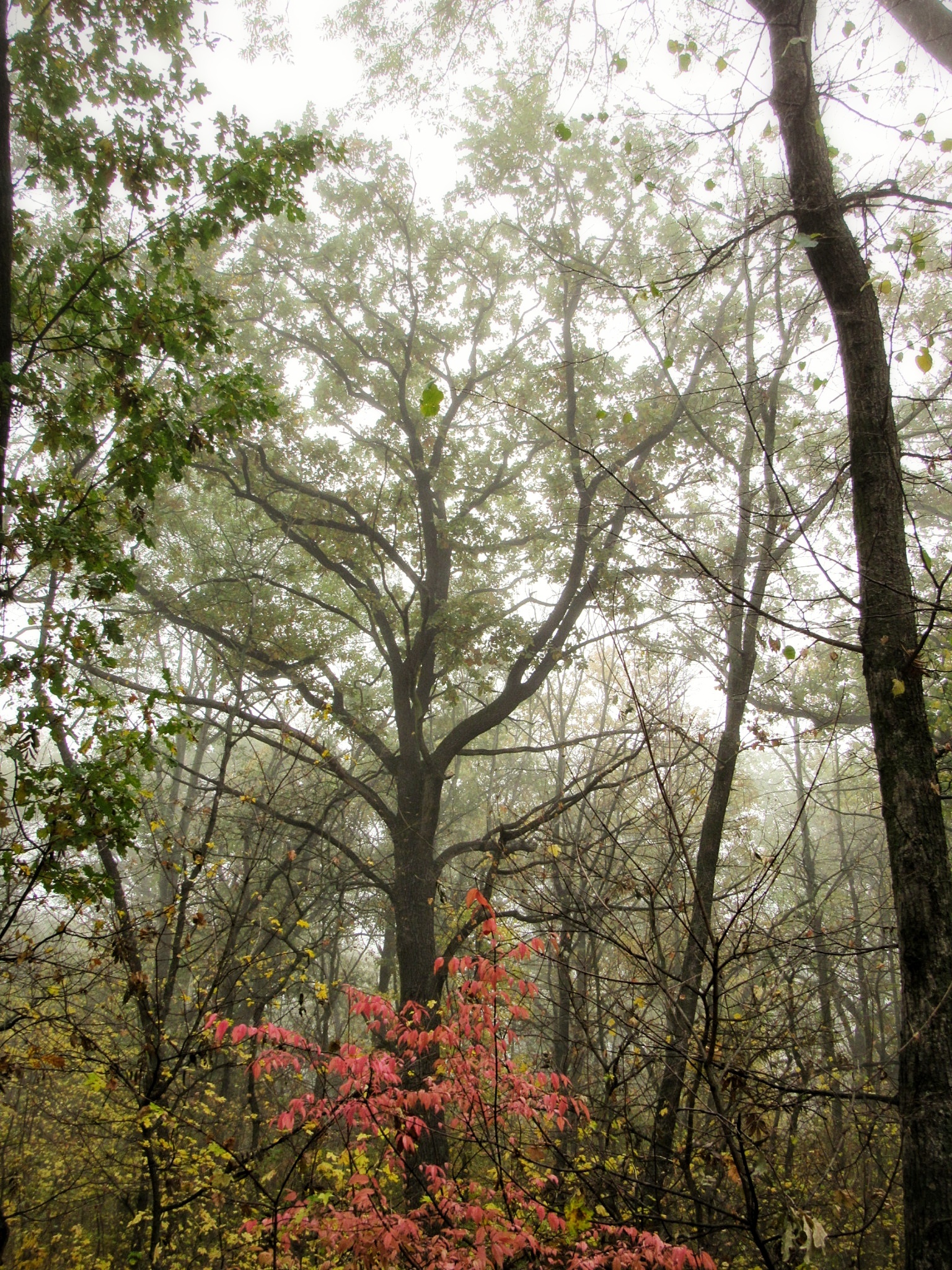 Autumn forest post. - My, Autumn, The photo, Beginning photographer, , Longpost