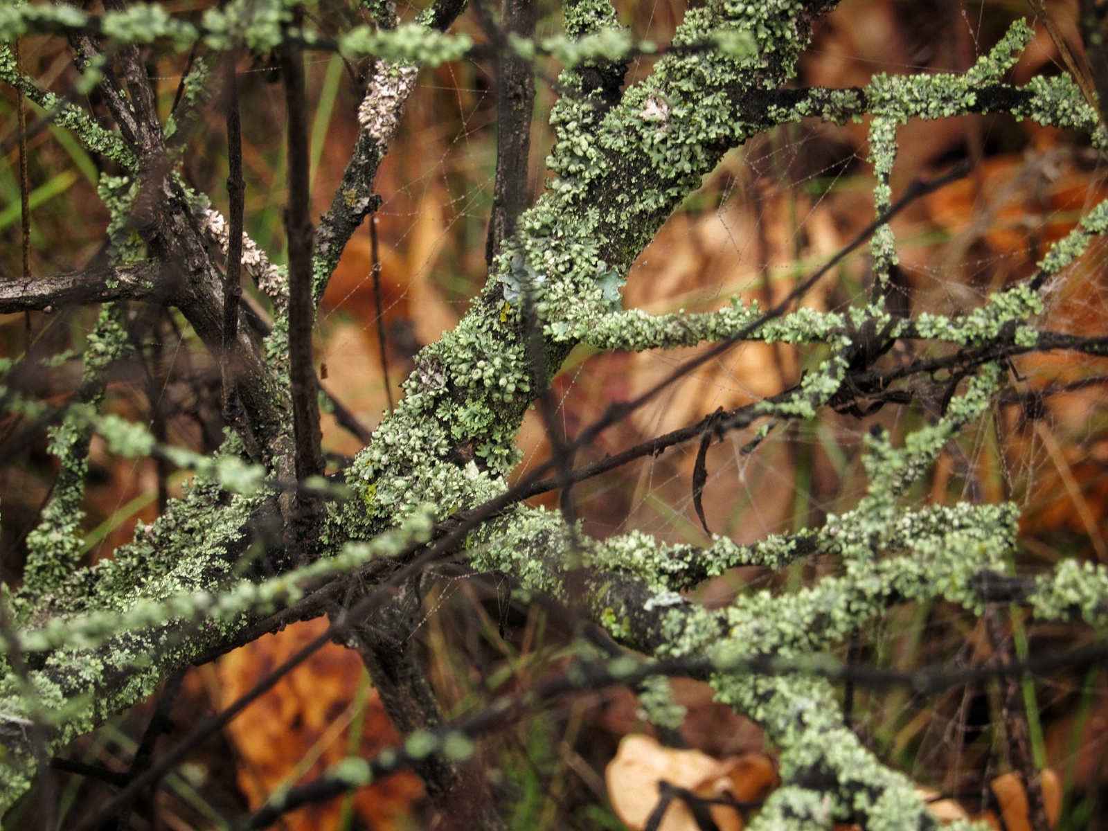 Autumn forest post. - My, Autumn, The photo, Beginning photographer, , Longpost