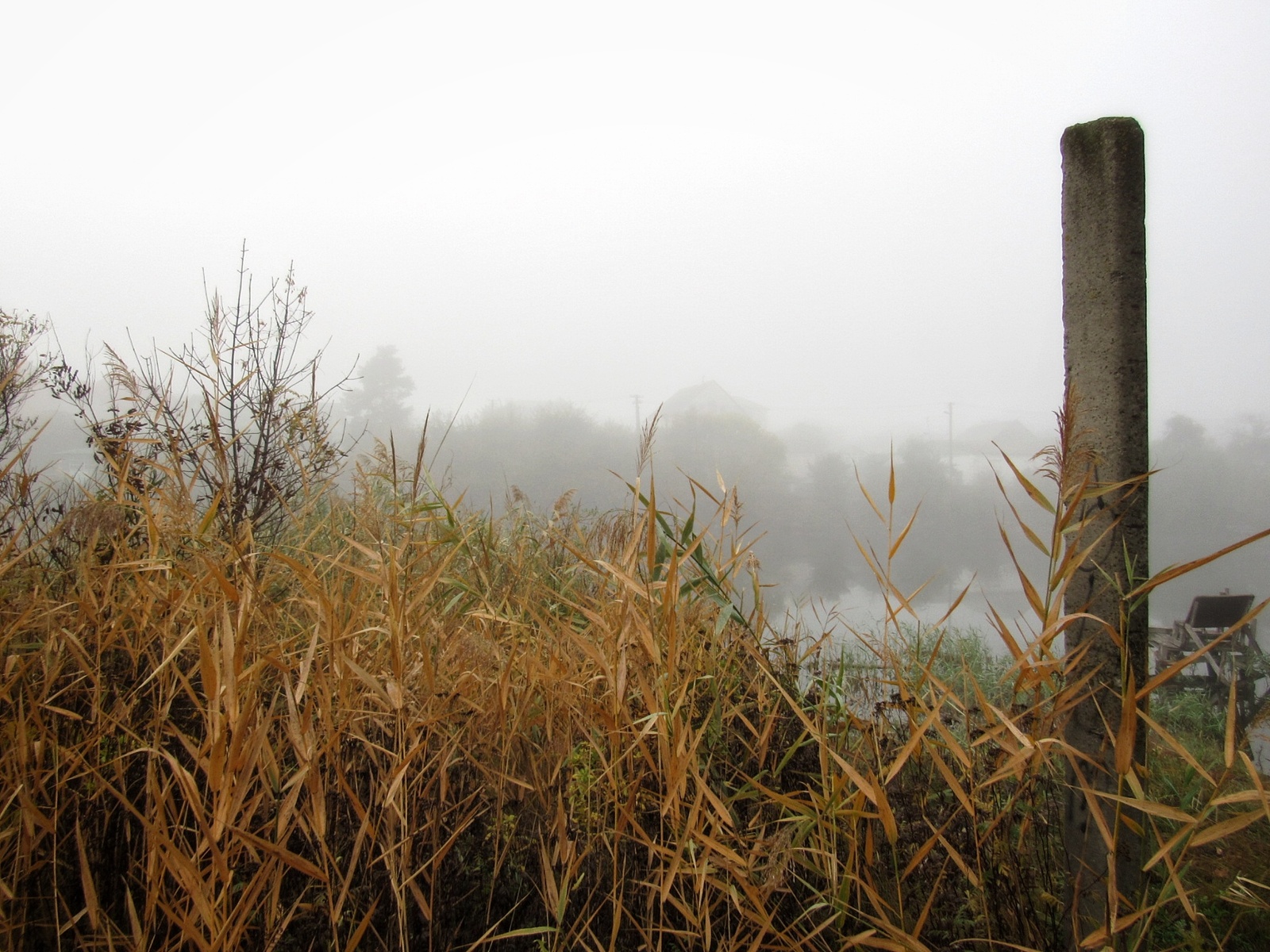 Autumn forest post. - My, Autumn, The photo, Beginning photographer, , Longpost