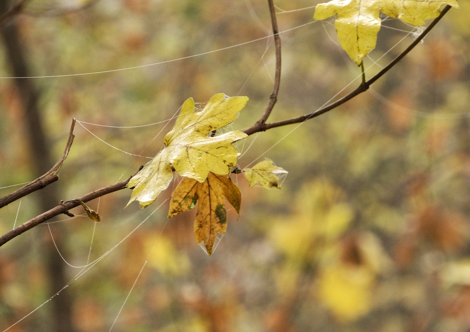 Autumn forest post. - My, Autumn, The photo, Beginning photographer, , Longpost