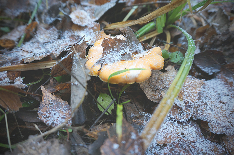 Mushrooms in November - My, Autumn, Forest, Nature, Mushrooms, Mushroom pickers, Oyster mushroom, Chanterelles, Longpost