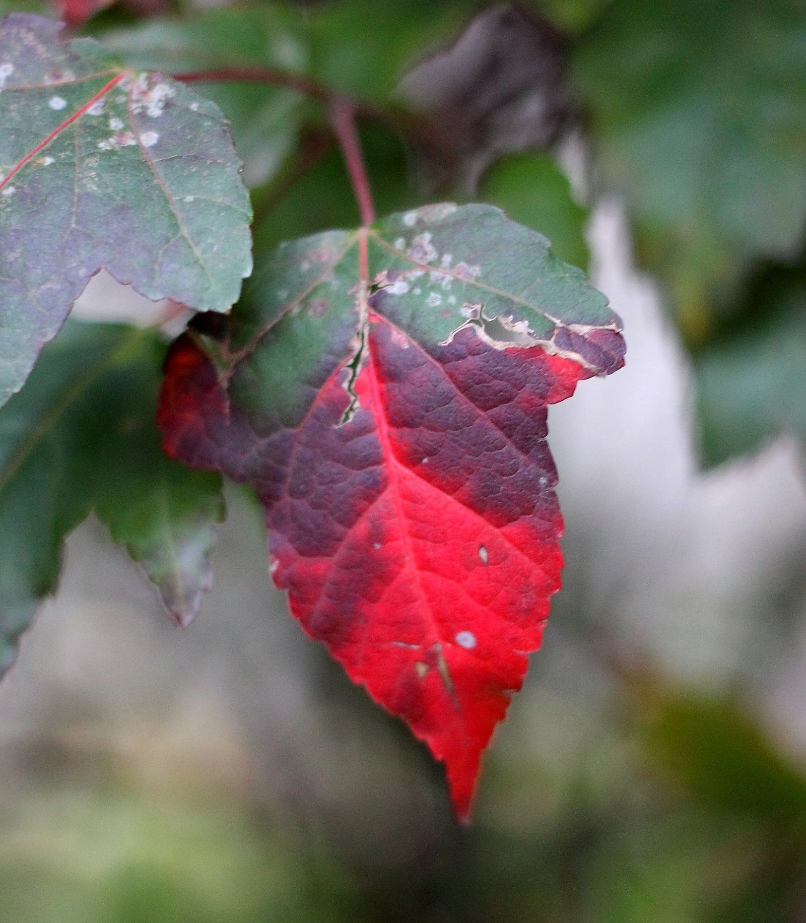 Listopost - My, Leaves, Autumn, Longpost