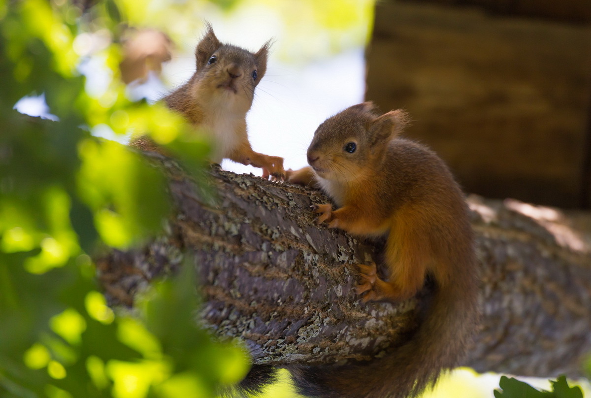 Belcot - My, Squirrel, Photo hunting, Summer, Tree, Milota, Animals, Longpost