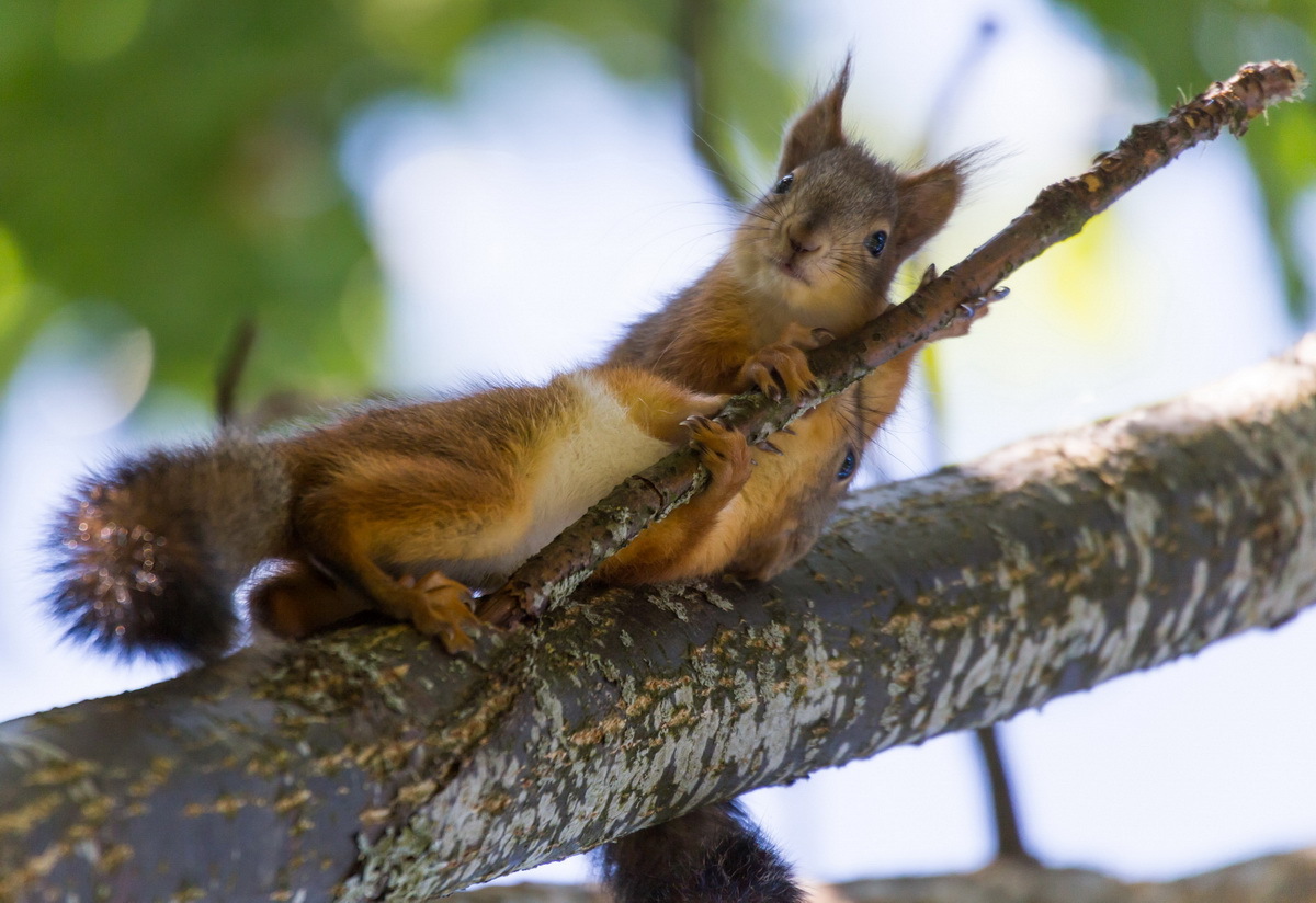 Belcot - My, Squirrel, Photo hunting, Summer, Tree, Milota, Animals, Longpost