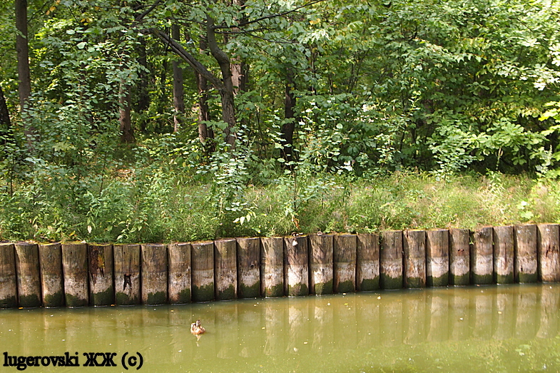 On the dangers of vertical bank protection - Animal protection, Ecology, Birds, Animals, Reserve, Pond, Forest Park, Longpost, Reserves and sanctuaries