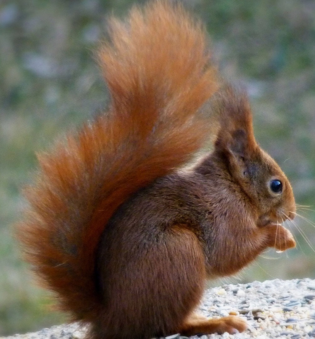 On the dangers of vertical bank protection - Animal protection, Ecology, Birds, Animals, Reserve, Pond, Forest Park, Longpost, Reserves and sanctuaries