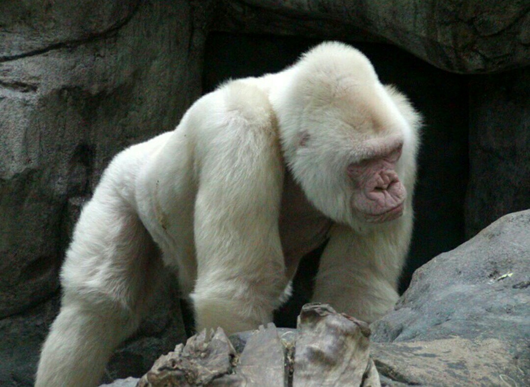 Albinos. - Animals, The photo, Albino, Longpost