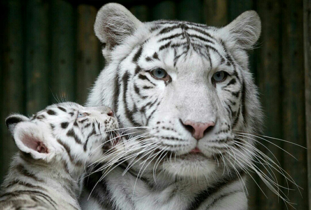 Albinos. - Animals, The photo, Albino, Longpost