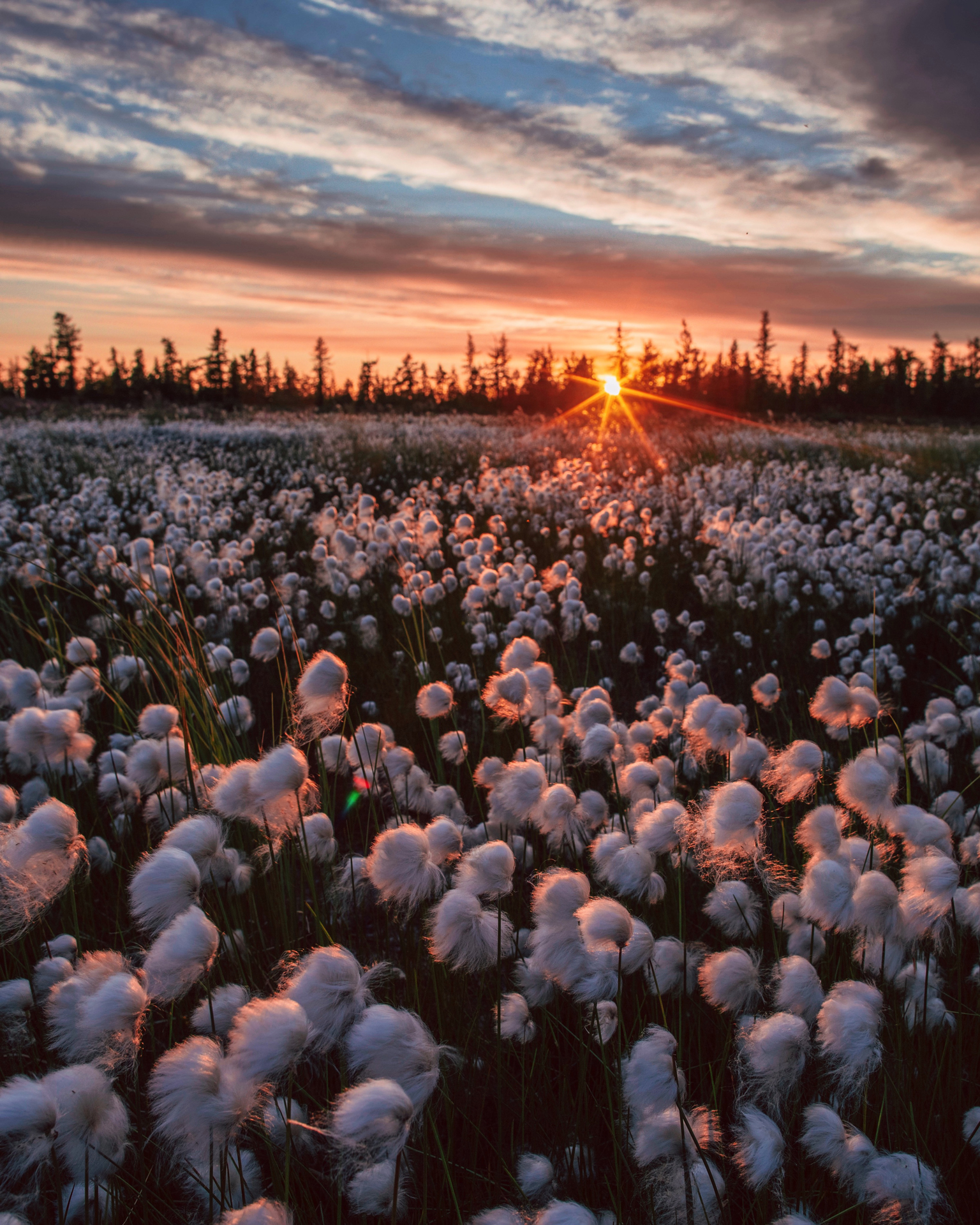 Swamp cottongrass - The photo, Nature, beauty, Russia