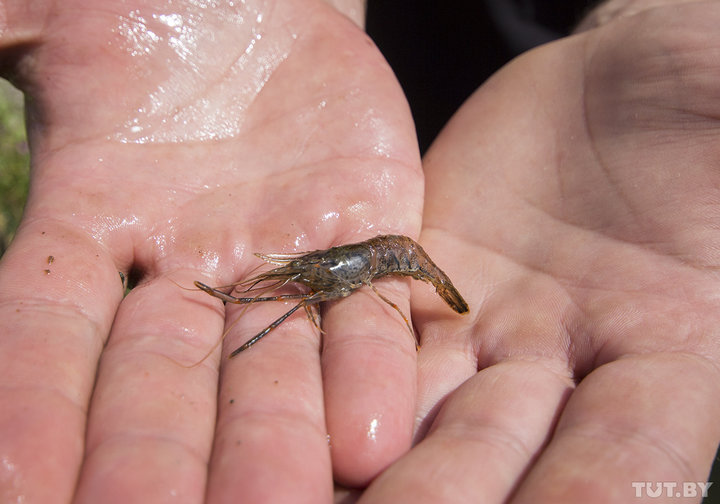 Russian Bear Grylls found Belarusian shrimp - Republic of Belarus, Shrimps, Adventures, Nature, Longpost