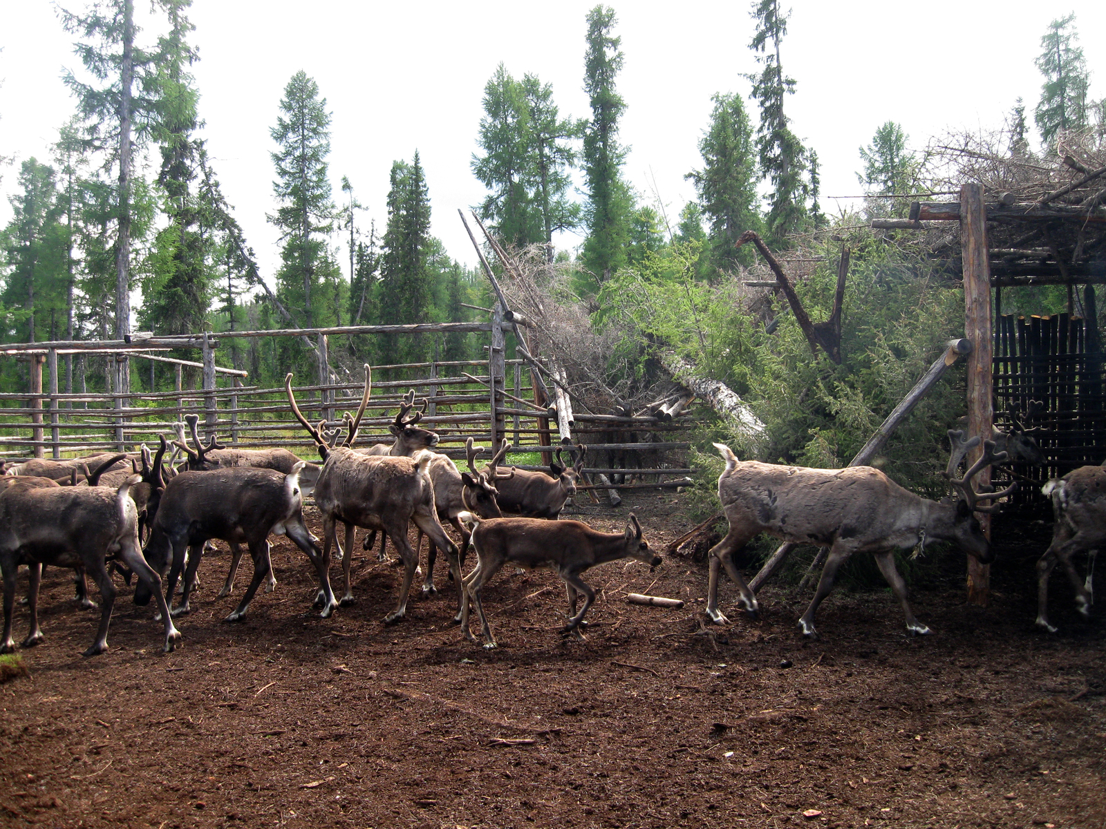 Geologist's Notes. - My, Geology, Geologists, Yakutia, 2017, Taiga, Deer, Longpost, Deer