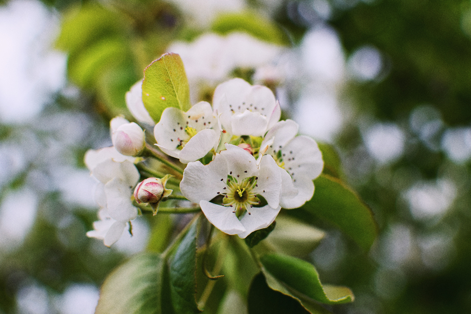 A note of spring - My, Spring, , The photo, Nikon, Helios44-2, Helios44-2