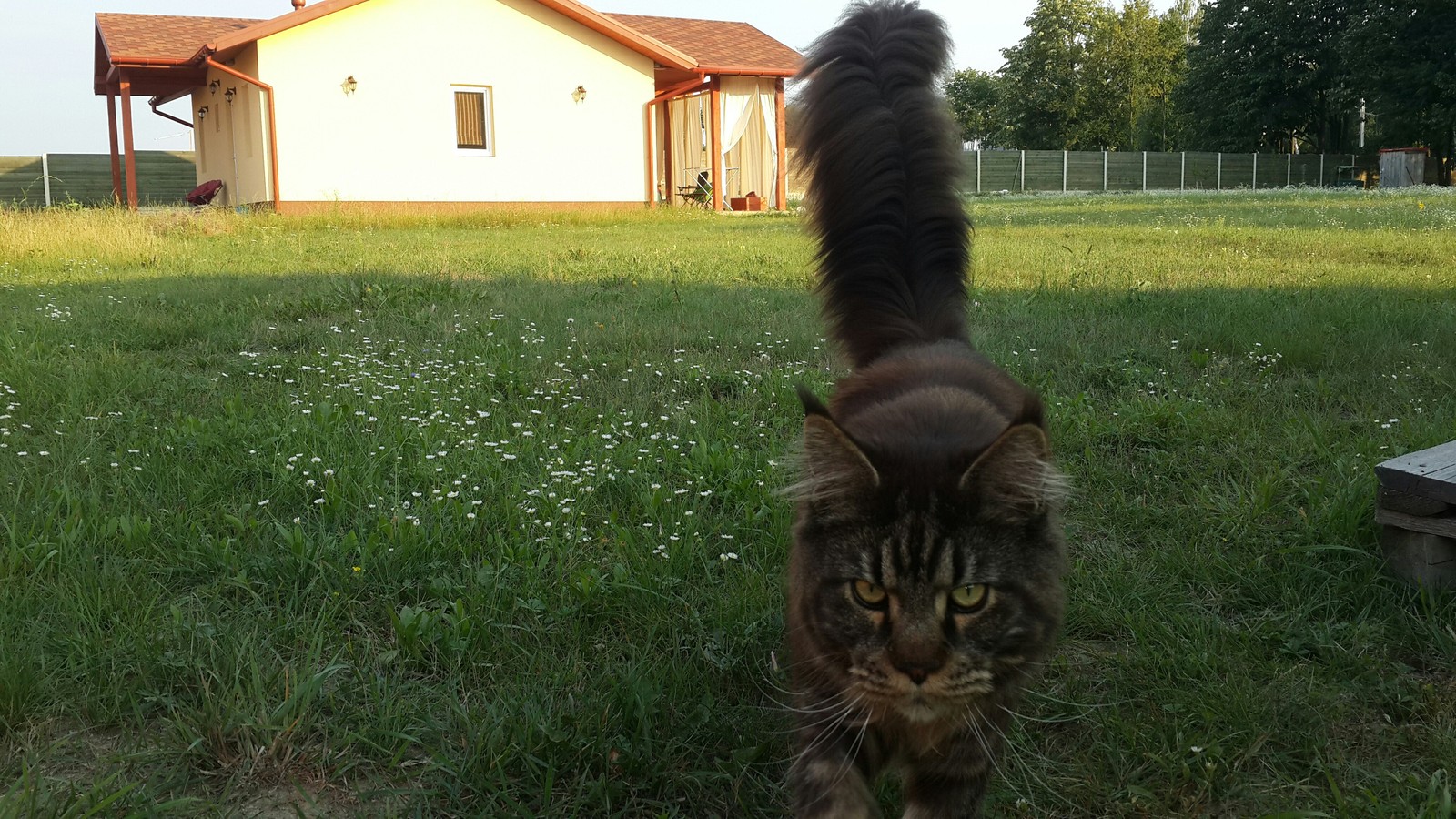 Chief is a cat-dog and a friend. - My, cat, Maine Coon, Kotopes, Longpost