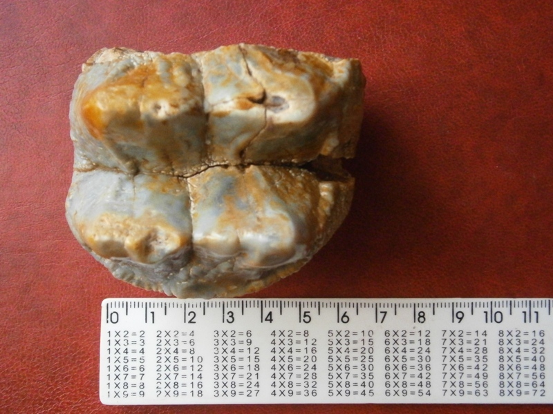 Mastodon tooth? Question to the league of paleontologists. - My, Teeth, Mastodon, Fossils, Paleontology, Mammoth, Longpost