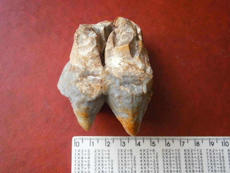 Mastodon tooth? Question to the league of paleontologists. - My, Teeth, Mastodon, Fossils, Paleontology, Mammoth, Longpost