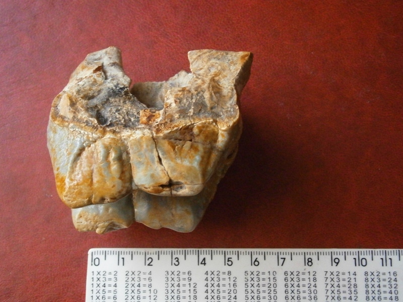 Mastodon tooth? Question to the league of paleontologists. - My, Teeth, Mastodon, Fossils, Paleontology, Mammoth, Longpost