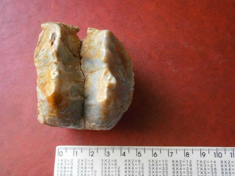 Mastodon tooth? Question to the league of paleontologists. - My, Teeth, Mastodon, Fossils, Paleontology, Mammoth, Longpost