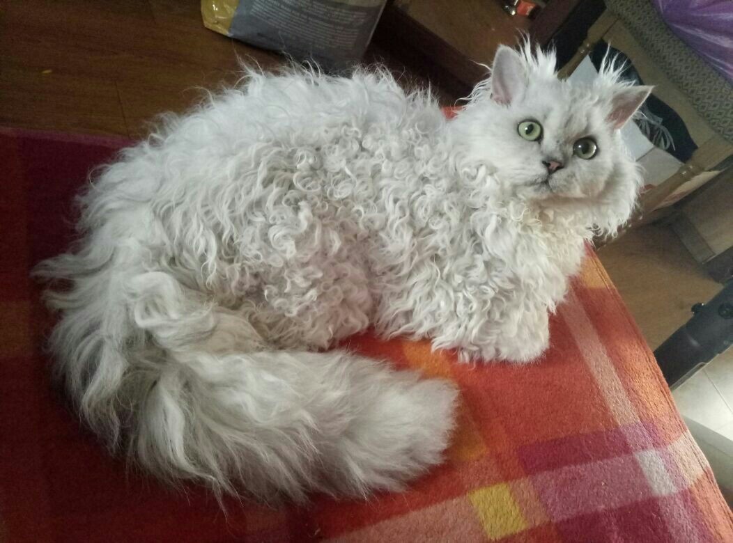 I will also lay out our cat's was / became - My, cat, Selkirk rex, Longpost