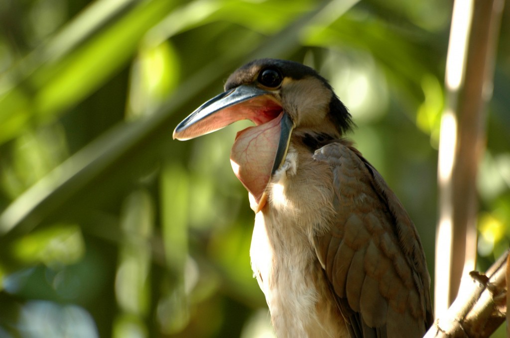 Shuttlecock - Birds, Biology, Zoology, Beak, Interesting, Video, Longpost