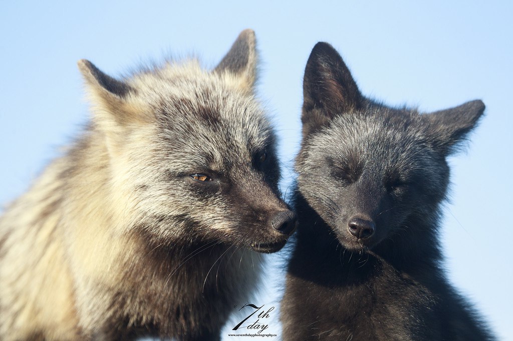 You are as beautiful as the night itself... Oh, what are you! - Fox, Fur, Chernoburka, Kiss, Fyr, Milota