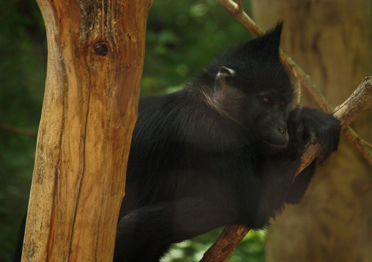 In the Urals, a monkey who escaped from a traveling circus hid for five days among a film group filming a video for a new song by Philip Kirkorov - Raccoon, Circus, Yekaterinburg, Trash, Monkey, Star Wars, 