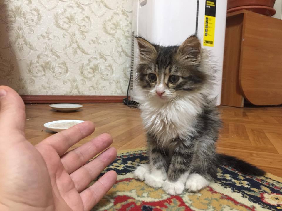 Kishinev. Kind and affectionate baby about 2 months old looking for a new home - My, Kishinev, , In good hands, Good league, Longpost, cat, Help, Helping animals