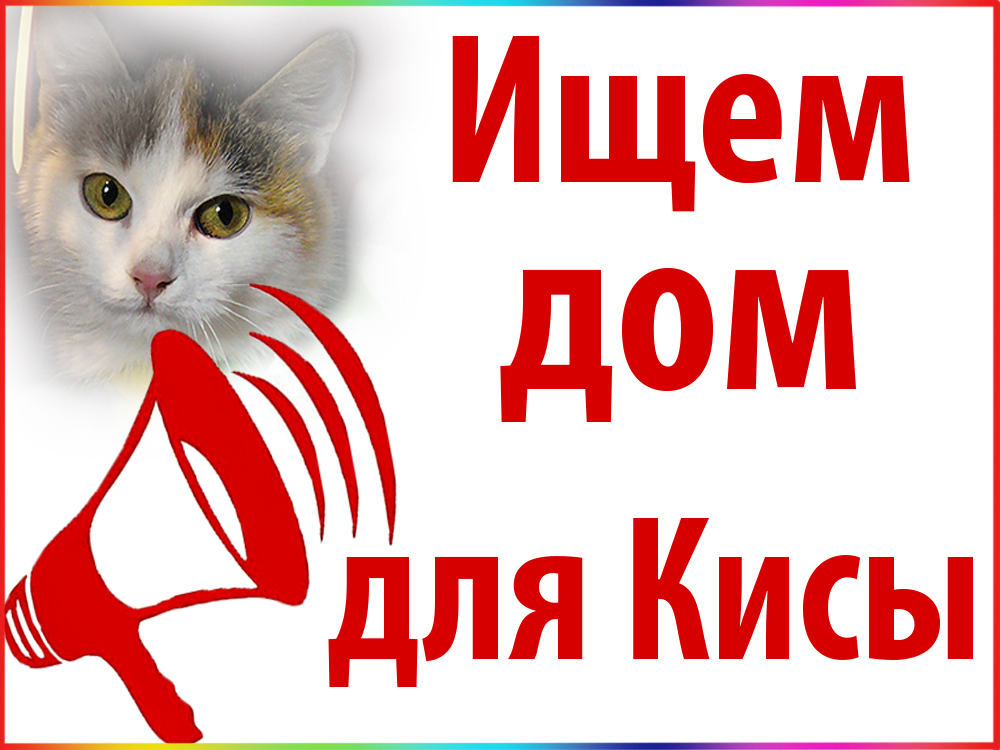 STERILIZATION OF HOMELESS ANIMALS - 2 - My, In good hands, cat, Elemental, Minsk, Longpost