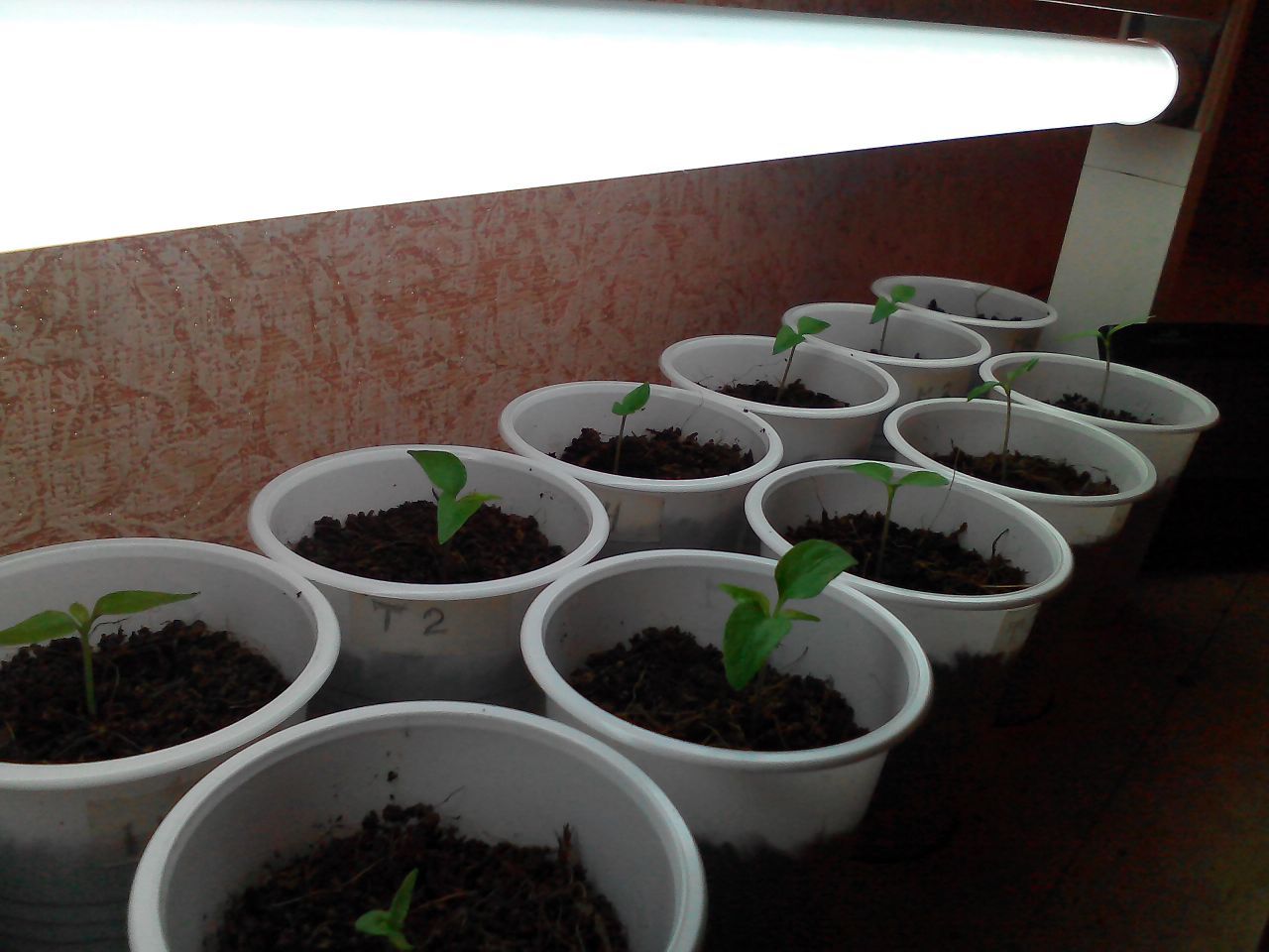 We grow Numex Suave Orange, Aji Melocoton and Tabasco. - My, Pepper, , , Tabasco, cat, Longpost