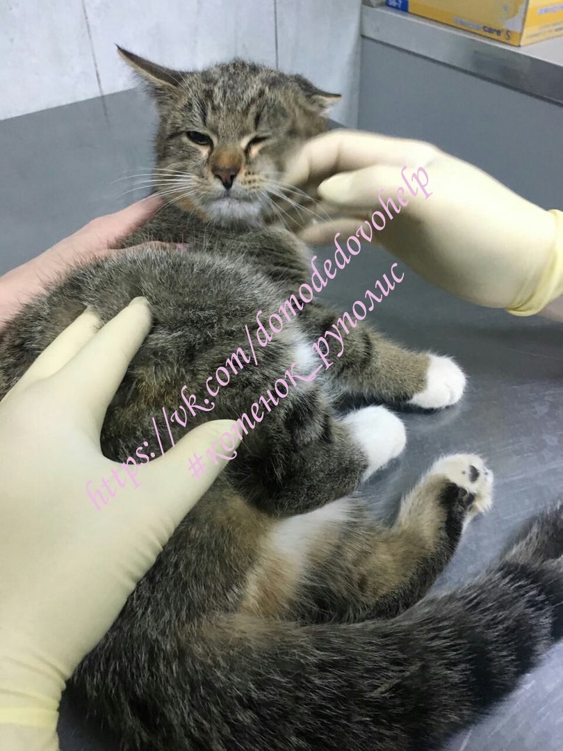 Help a cat with a fracture and a burn.. - , cat, , Good league, Volunteering, Domodedovo, Help, Fracture, Longpost