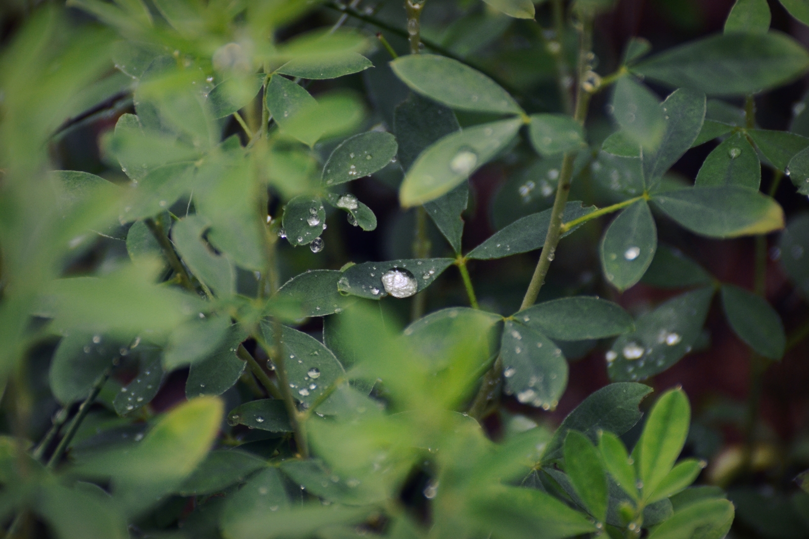 Nature of Belarus - My, The photo, A selection, Nature, Nikon, Nikon d3100, Republic of Belarus, Forest, Flowers, Longpost